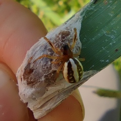 Hypsosinga albovittata