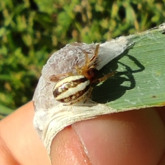 Hypsosinga albovittata