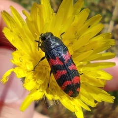 Acmaeodera quadrizonata