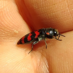 Acmaeodera quadrizonata