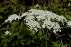 Heracleum sphondylium sphondylium