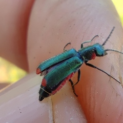 Clanoptilus assimilis