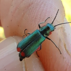 Clanoptilus assimilis