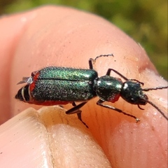 Clanoptilus assimilis