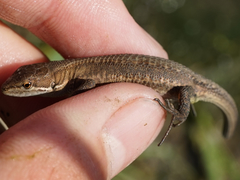 Takydromus tachydromoides