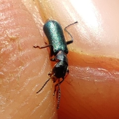 Protapalochrus flavolimbatus