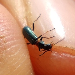 Protapalochrus flavolimbatus