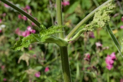 Heracleum sphondylium sphondylium