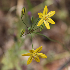 Triteleia ixioides ixioides