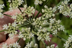 Heracleum sphondylium sphondylium
