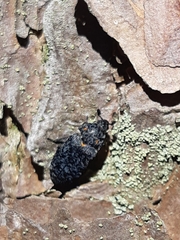 Dermestes murinus