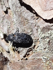 Dermestes murinus