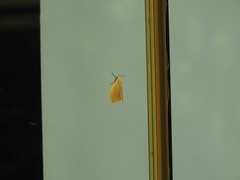 Pareuchaetes aurata