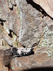Dermestes murinus