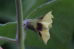 Physalis peruviana