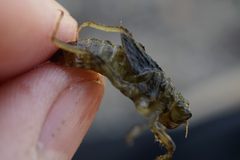 Orthetrum albistylum speciosum