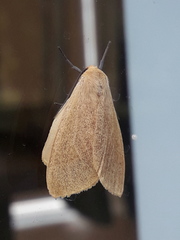 Pareuchaetes aurata
