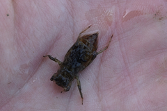 Orthetrum albistylum speciosum