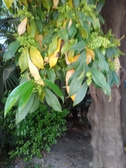 Cocculus laurifolius