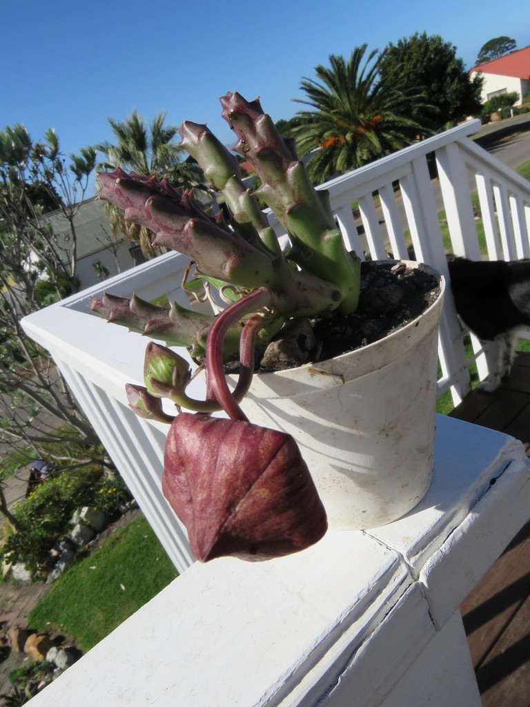 Variegated Carrionflower from Kleinmond, South Africa on May 01, 2022