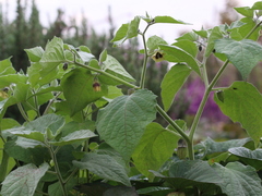 Physalis peruviana