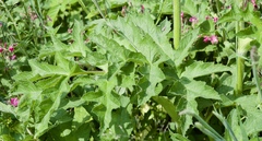 Heracleum sphondylium sphondylium