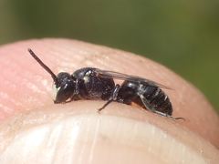 Hylaeus signatus