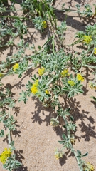 Medicago marina