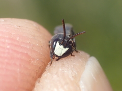 Hylaeus signatus