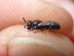 Hylaeus signatus