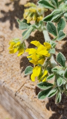 Medicago marina