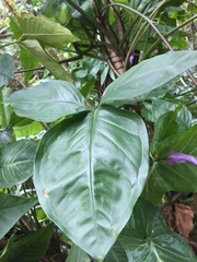 Pinellia tripartita