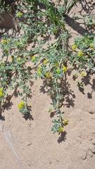 Medicago marina