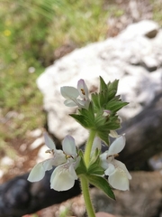 Stachys spinulosa
