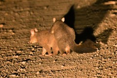 Trichosurus vulpecula fuliginosus