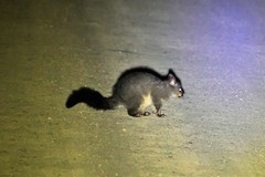 Trichosurus vulpecula fuliginosus