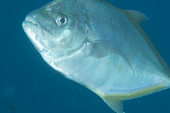 Flavocaranx bajad