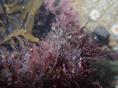 Lomentaria caespitosa
