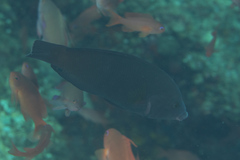 Anampses geographicus