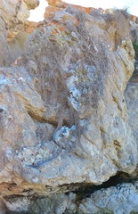 Roccellina hypomecha hypomecha