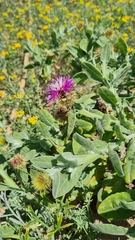Centaurea seridis