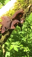 Auricularia auricula-judae