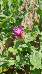 Centaurea seridis