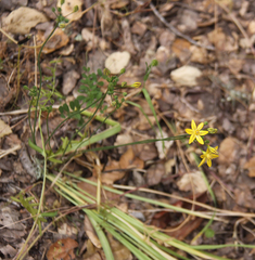 Triteleia ixioides ixioides