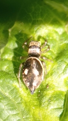 Heliophanus apiatus