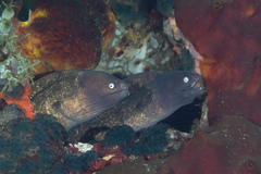 Gymnothorax thyrsoideus