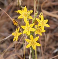 Triteleia ixioides ixioides