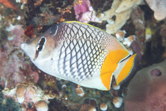 Chaetodon xanthurus