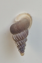 Cochlostoma roseoli