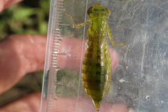 Anax parthenope julius